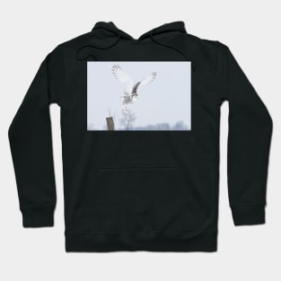 Snowy Owl in flight Hoodie